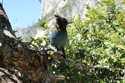 Low angle view of bird perching on tree against sky