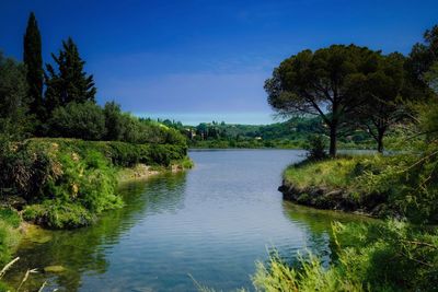 Scenic view of lake in forest against sky