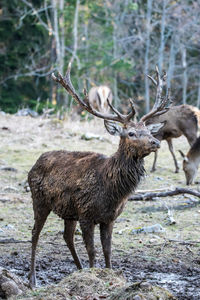 Deer standing in a forest