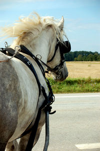 A draft horse pulling a wagon on the road.