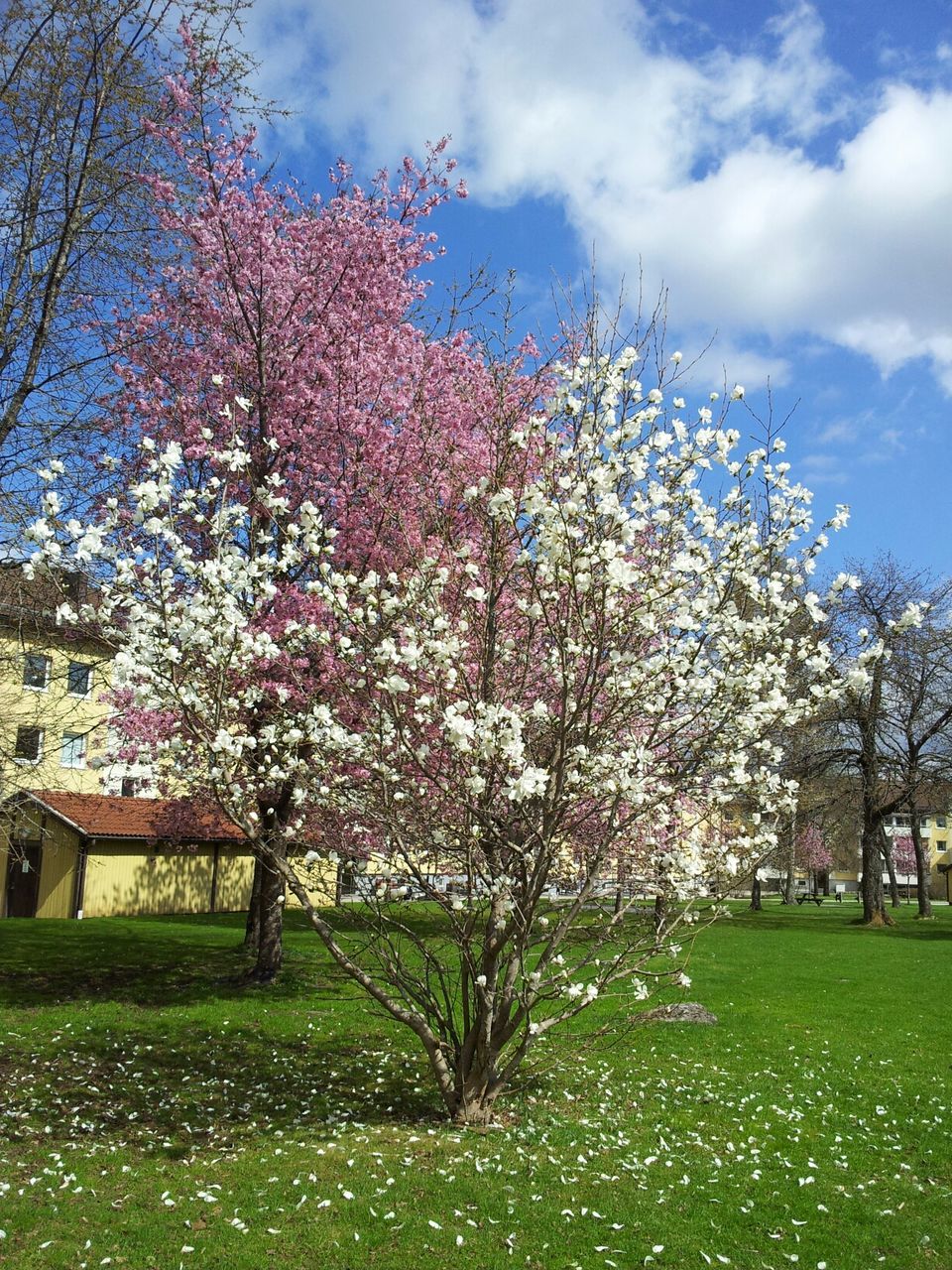 flower, tree, freshness, growth, sky, grass, beauty in nature, blossom, nature, fragility, branch, park - man made space, lawn, building exterior, springtime, built structure, green color, cherry tree, cherry blossom, in bloom