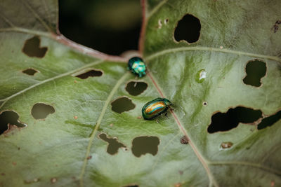 High angle view of leaf with green leaves