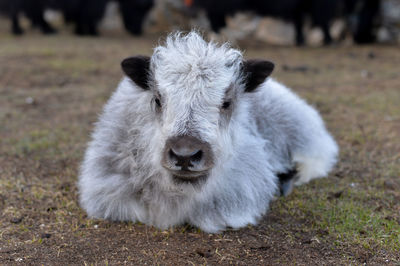 Portrait of white rabbit on field