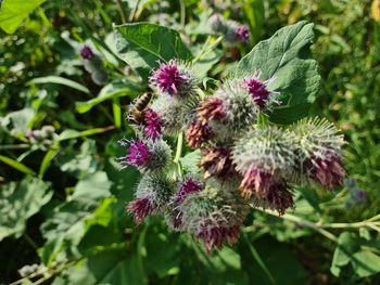 Close-up of purple flowering plant