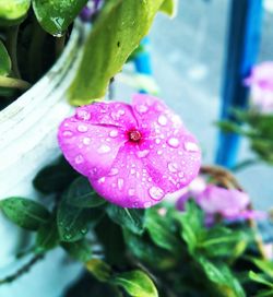 Close-up of water drops on pink flower