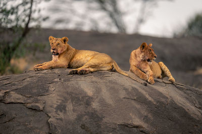 Lioness looking away