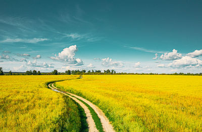 Scenic view of oilseed rape field against sky