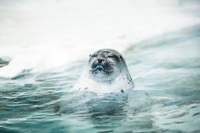 Seal swimming in sea during winter