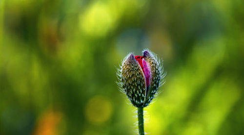 Close-up of butterfly on purple flower