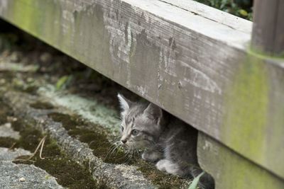 Close-up of cat