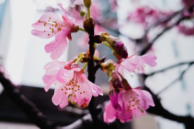 Close-up of pink cherry blossom