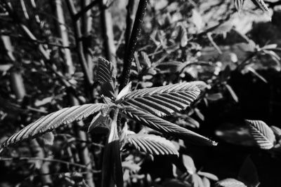 Close-up of fresh green leaves on plant