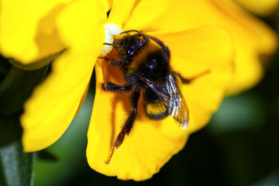 Close-up of bee pollinating on yellow flower