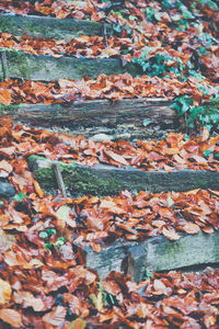 Full frame shot of autumn leaves on land