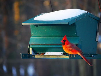 Close-up of bird perching on feeder