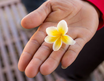 Close-up of hand holding yellow flower