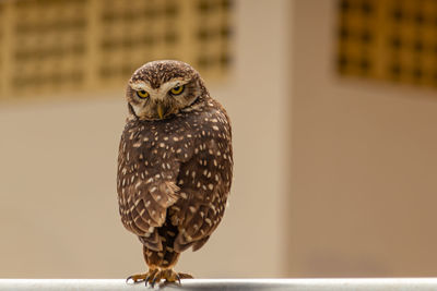 Close-up of a bird