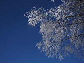 Low angle view of frozen tree against sky