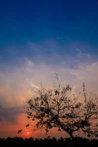 Low angle view of silhouette tree against sky during sunset