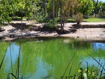Scenic view of lake in forest