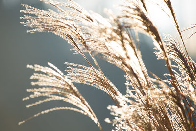 Close-up of stalks against sky