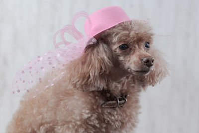 Portrait of dog wearing hat