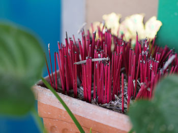 Close-up of red flowers against building