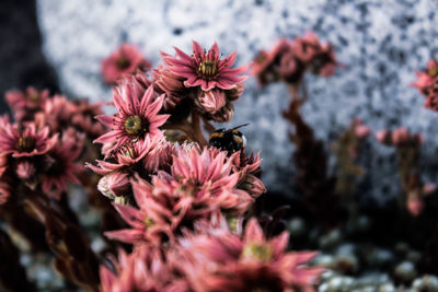 Close-up of honey bee on pink flowering plant