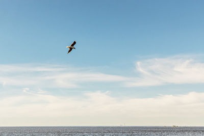 Seagull flying over sea against sky