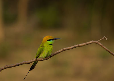Close-up of bee-eater perching on branch