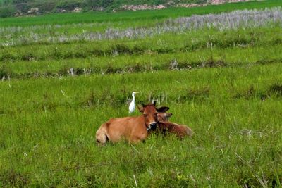 Horses in a field