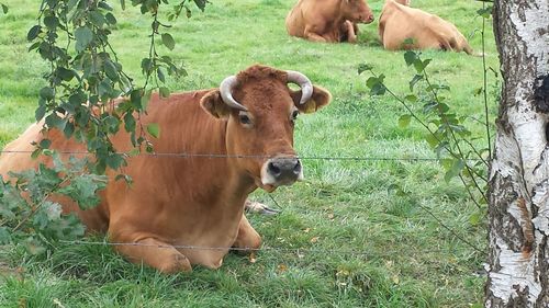 Horse on grassy field