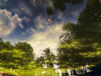 Reflection of trees in lake