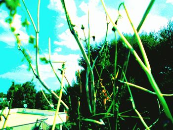 Close-up of fresh plants against sky