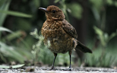 Bird perching on railing