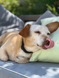 Close-up of a dog lying down