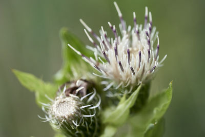 Close-up of flowering plant