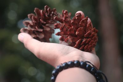 Close-up of hand holding flower