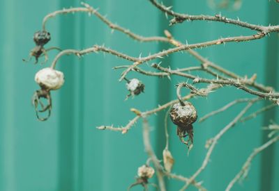 Close-up of flowering plant