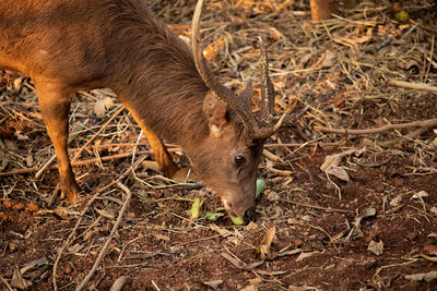 Side view of deer on field