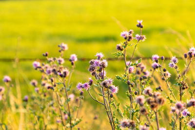 Close-up of purple flowering plants on field