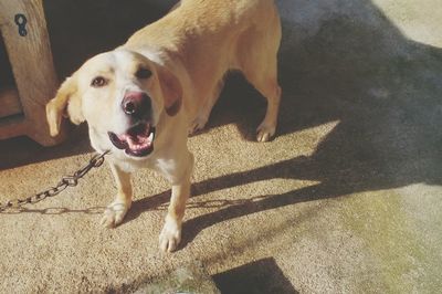 High angle view of dog barking on sidewalk during sunny day