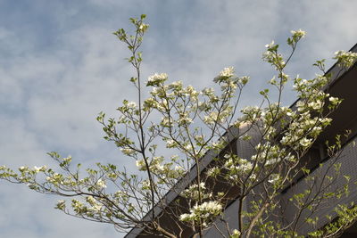 Low angle view of flowering plants against sky