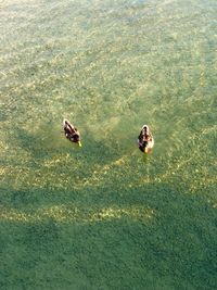 High angle view of birds in water