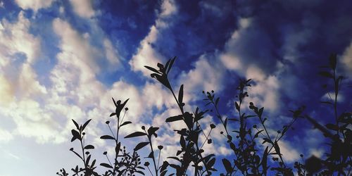 Low angle view of flowering plants against sky