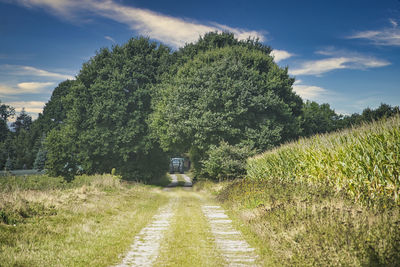 Old path along fields