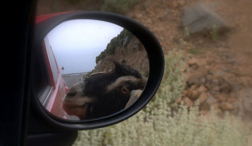 Close-up of cat by window