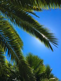 Low angle view of palm trees against clear blue sky