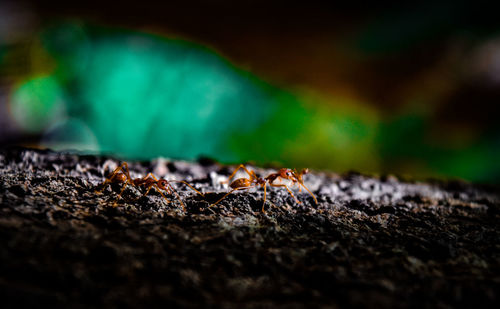 Close-up of ant on rock