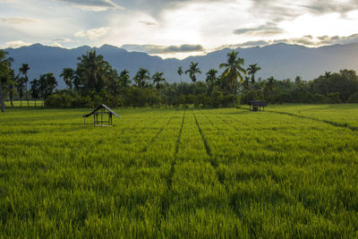 Scenic view of agricultural field against sky